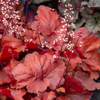 Heuchera Fire Alarm - Fire Alarm Heuchera - Heuchera - Purpurglöckchen