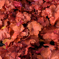 Fire Alarm Heuchera - Bakker