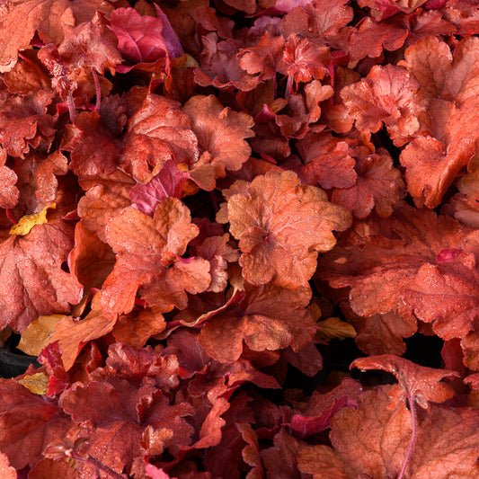 Fire Alarm Heuchera