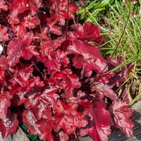 Verkauf Heuchera Fire Chief - Heuchera Fire Chief