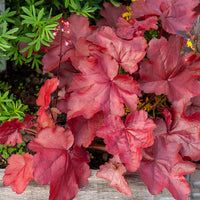 Heuchera - Purpurglöckchen - Heuchera Fire Chief - Heuchera Fire Chief