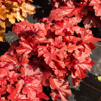 Heuchera Forever Red - Heuchera forever red  ( forever series ) - Bakker