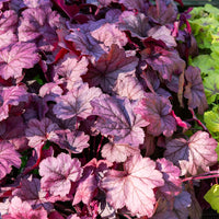 Heuchera Georgia Plum - Heuchera georgia plum - Bakker