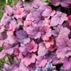 Heuchera Georgia Plum - Bakker