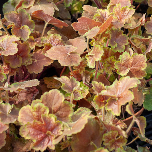 Purpurglöckchen Miracle ® - Bakker