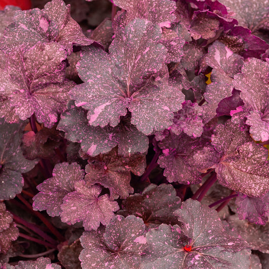 Heuchera Midnight rosa - Bakker