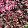 Heuchera Obsidian - Bakker