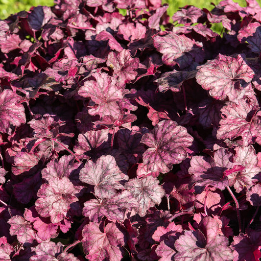 Heuchera Wild Rose - Bakker