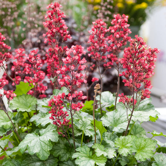 Heuchera Paris - Bakker