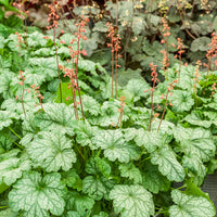 Heuchera Paris - Heuchera Paris - Bakker