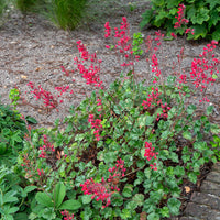 Blut-Heuchera Leuchtkäfer (x3) - Heuchera sanguinea Leuchtkäfer - Bakker