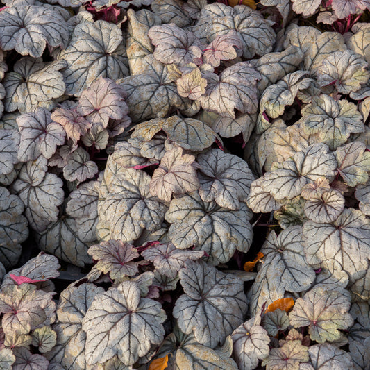 Heuchera Sugar Plum - Bakker
