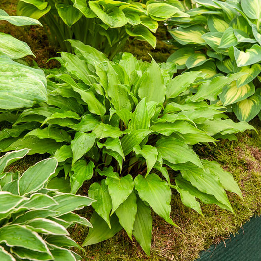 Hosta Little Red Rooster - Bakker