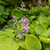 Hosta Sum und Substanz - Bakker
