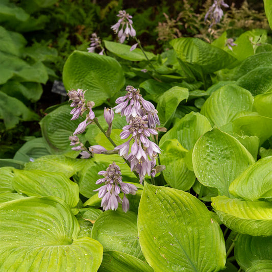 Hosta Sum und Substanz - Bakker