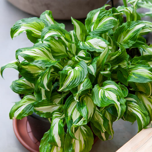 Hosta mit gewellten Blättern Mediovariegata - Bakker