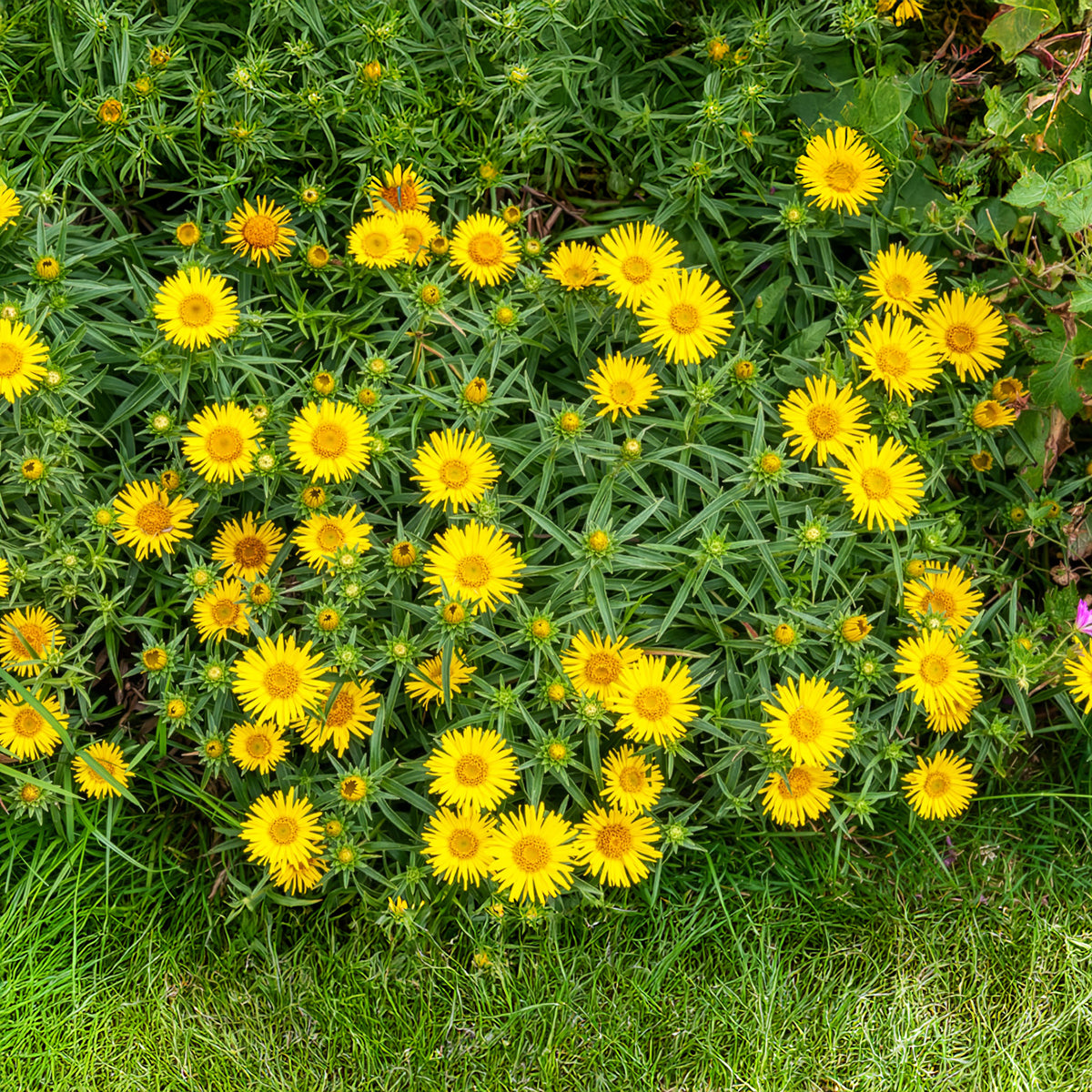 Schwertblättriger Alant - Inula ensifolia - Bakker
