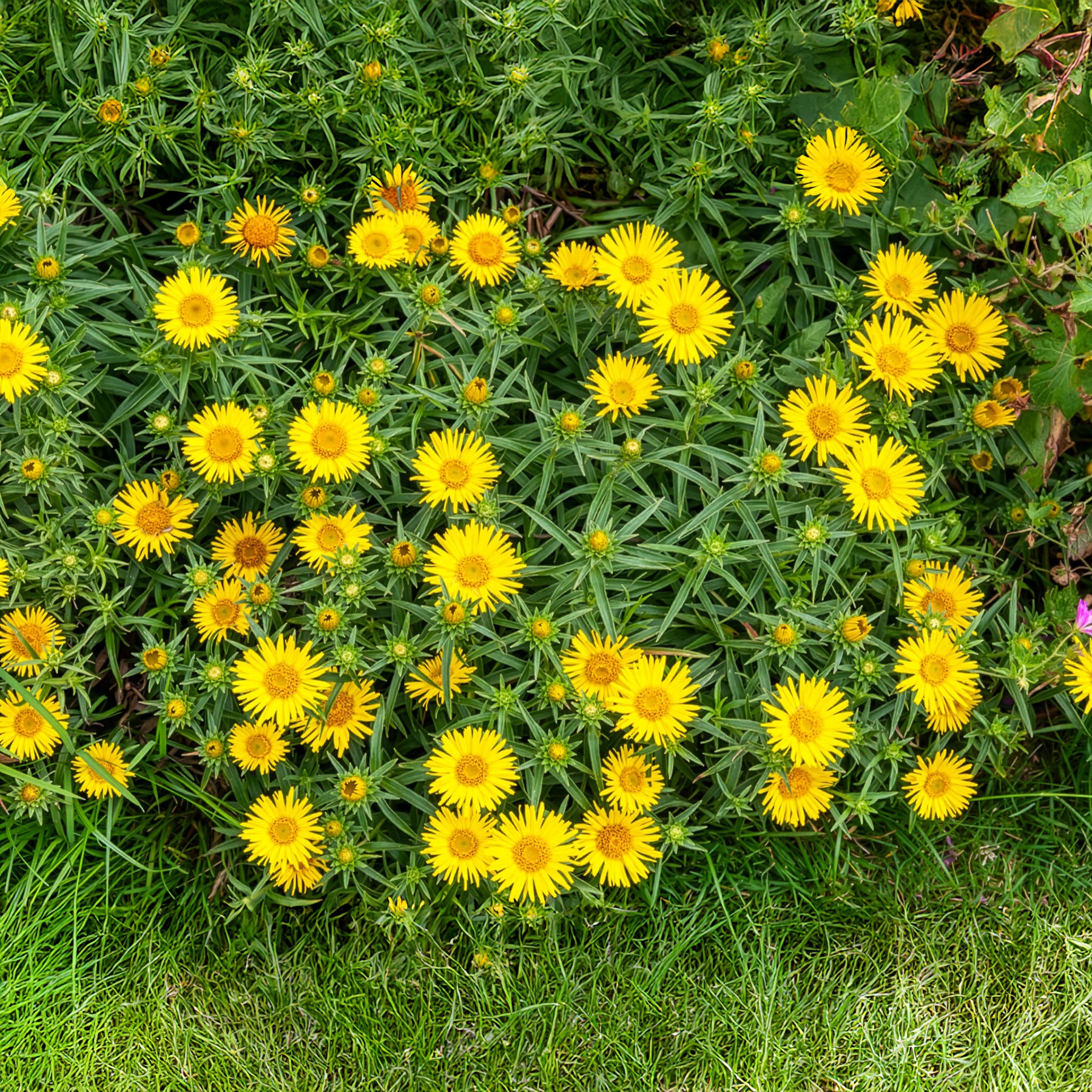 Schwertblättriger Alant - Inula ensifolia - Bakker