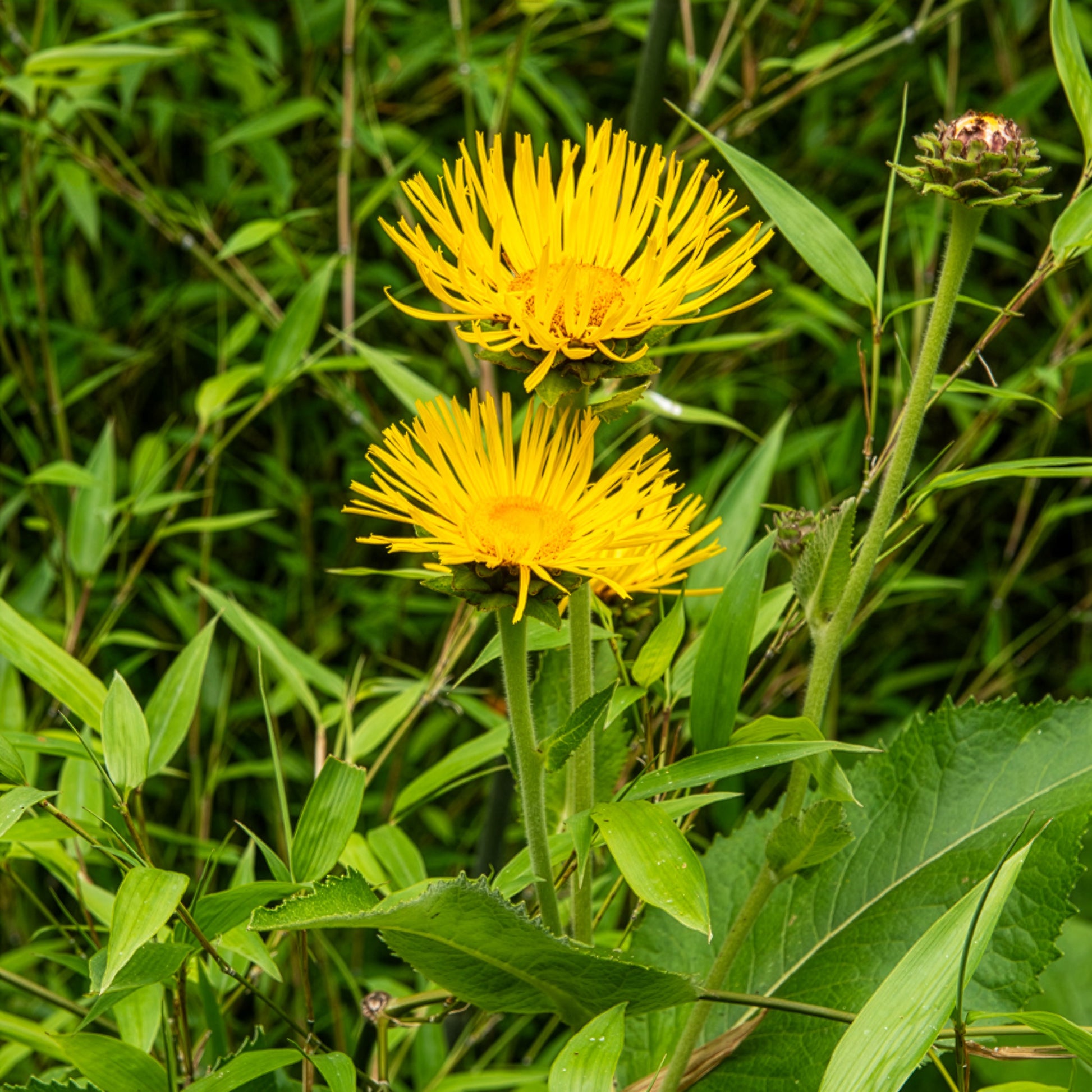 Hoher Alant - Inula magnifica - Bakker