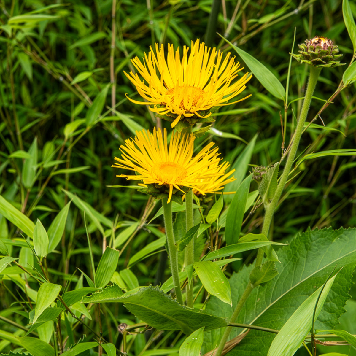 Hoher Alant - Inula magnifica - Bakker