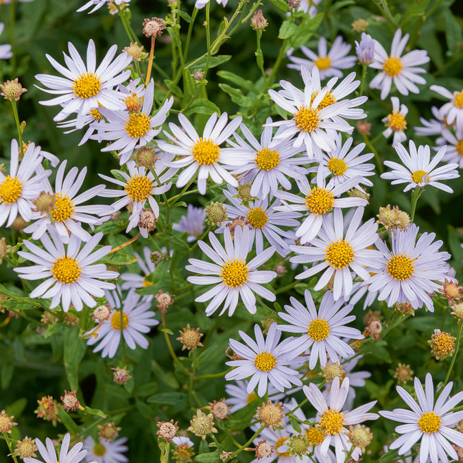 Schönastern Charlotte - Bakker