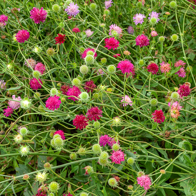 Stauden - Kleine Skabiose aus Mazedonien Melton Pastels - Knautia macedonica Melton Pastels