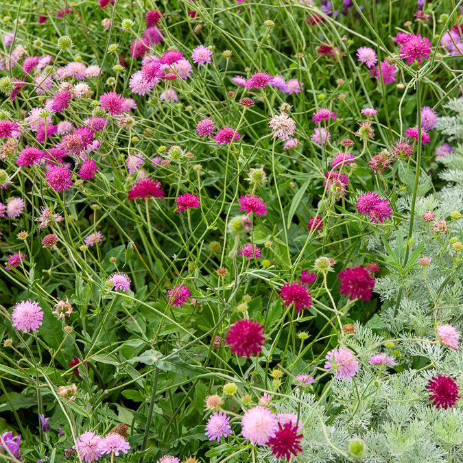 Knautia macedonica Melton Pastels - Kleine Skabiose aus Mazedonien Melton Pastels - Stauden