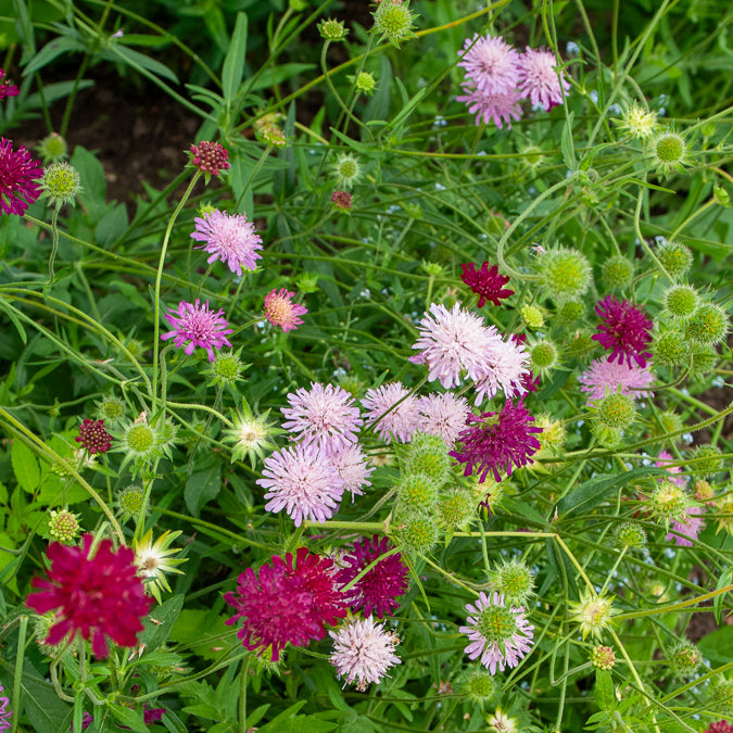 Kleine Skabiose aus Mazedonien Melton Pastels - Knautia macedonica Melton Pastels - Bakker