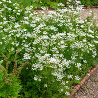 Wiesen-Kümmel