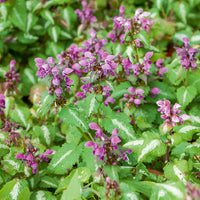 Lamium maculatum Roseum - Geflecktes Lametta Roseum (x3) - Stauden