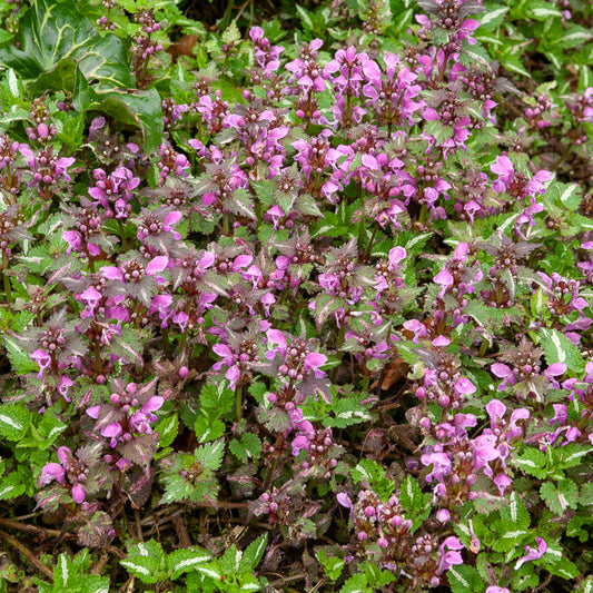 Geflecktes Lametta Roseum (x3) - Bakker