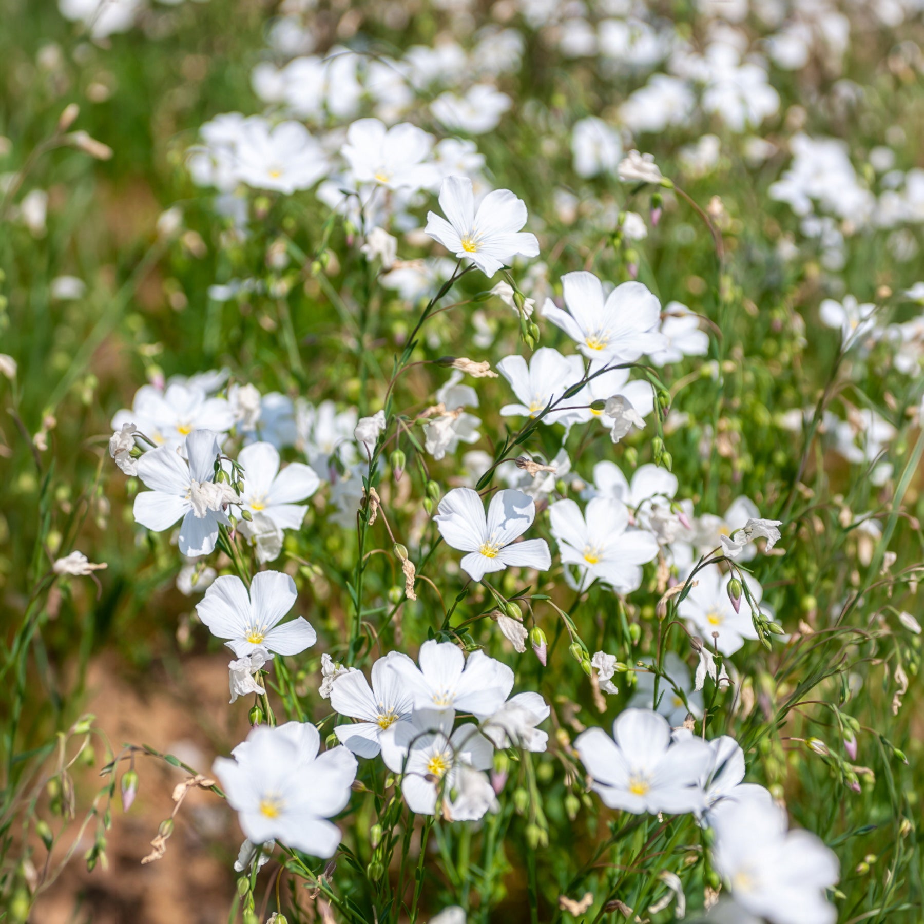 Linum perenne Diamant - Stauden-Lein Diamant - Gräser