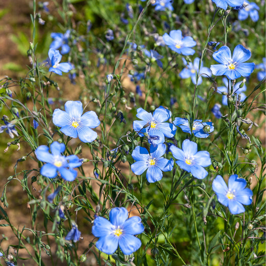 Blauer Stauden Lein Saphir - Bakker