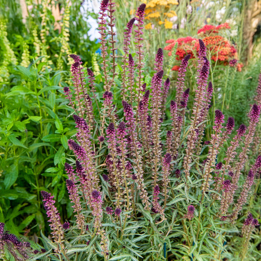 Purpurblühender Felberich - Bakker