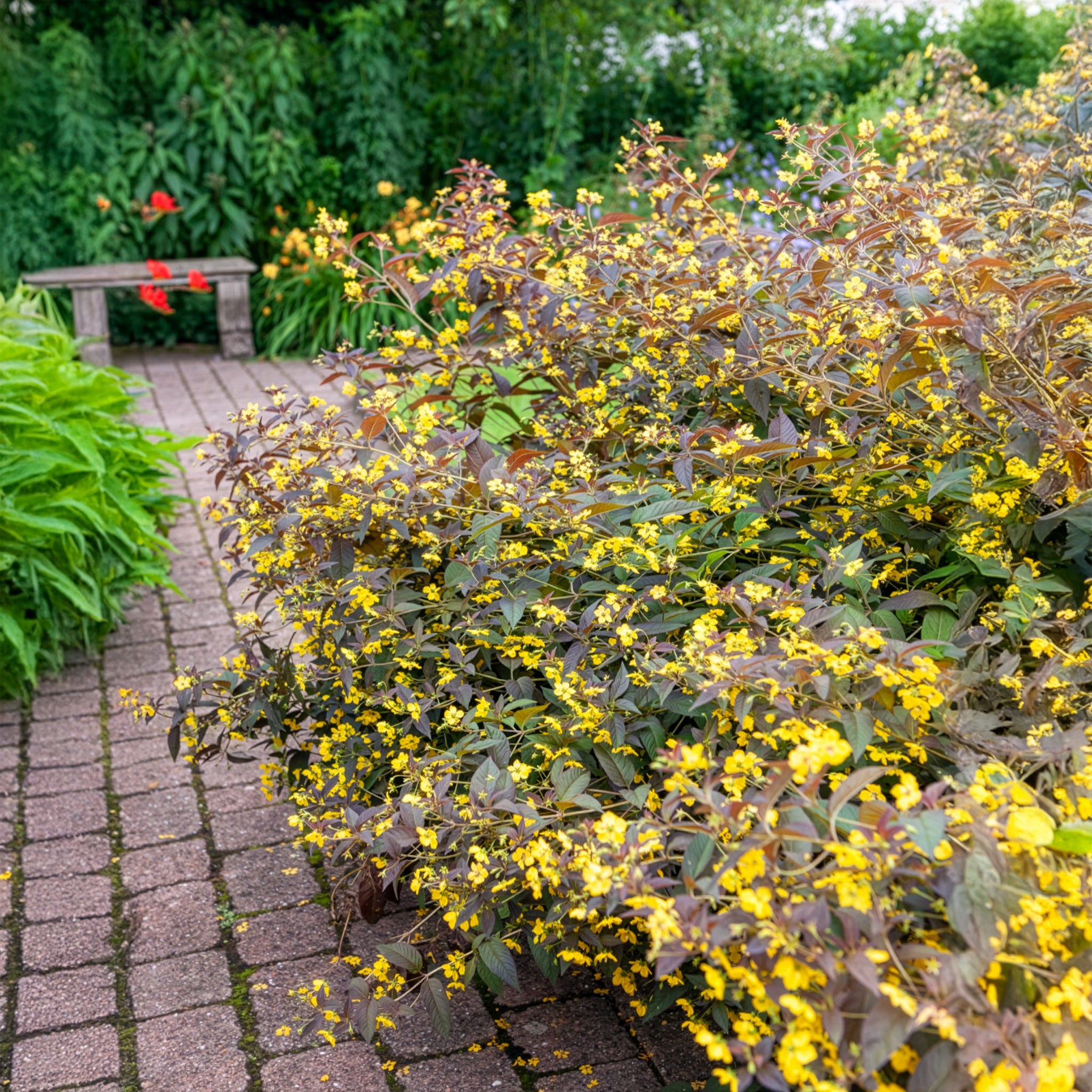 Lysimachia ciliata Firecracker - Bewimperter Felberich Firecracker - Felberich