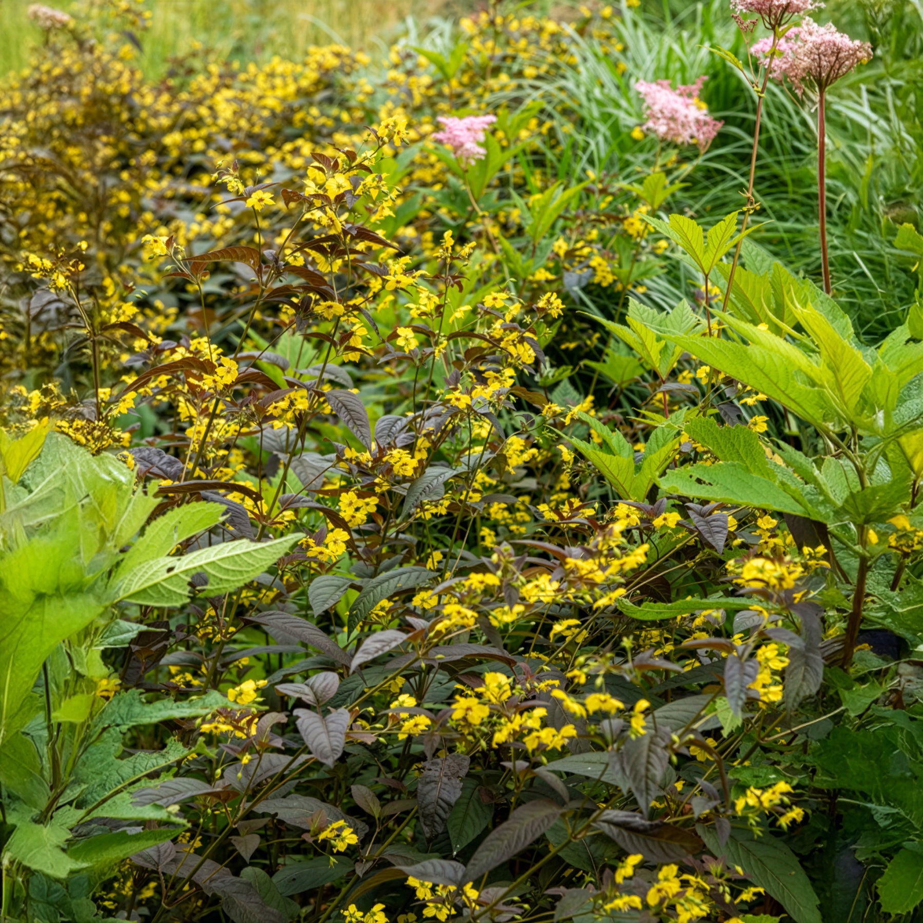 Bewimperter Felberich Firecracker - Lysimachia ciliata Firecracker - Bakker