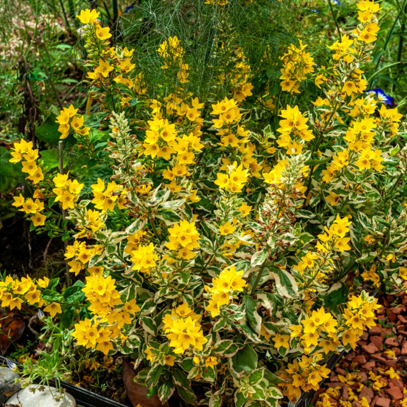 Lysimachia punctata Alexander - Gilbweiderich Alexander - Felberich