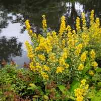 Gilbweiderich Alexander - Bakker