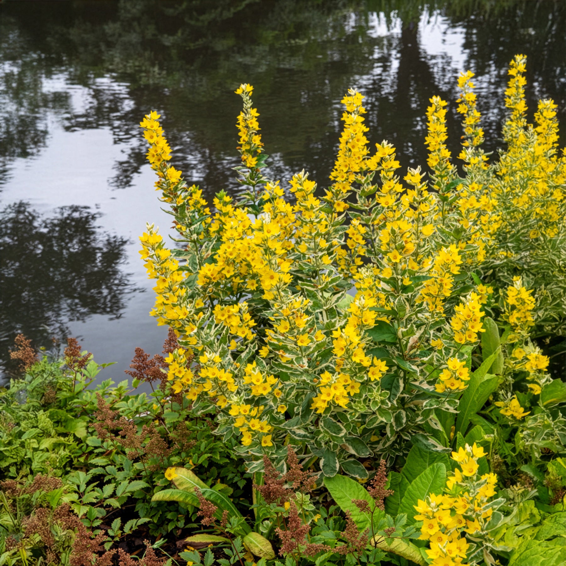 Gilbweiderich Alexander - Bakker