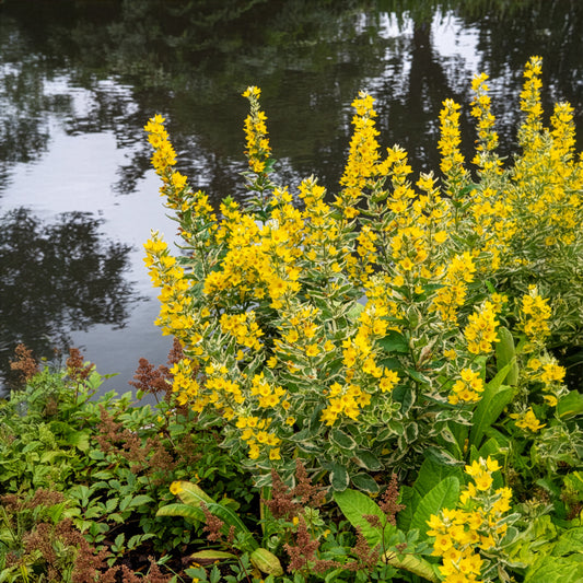 Gilbweiderich Alexander - Bakker
