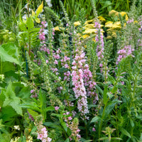 Lythrum salicaria Blush - Blut-Weiderich Blush - Blutweiderich