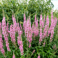 Blut-Weiderich Blush - Lythrum salicaria Blush - Bakker