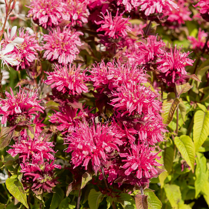 Blühende Stauden - Monarde Pink Lace - Monarda Pink Lace