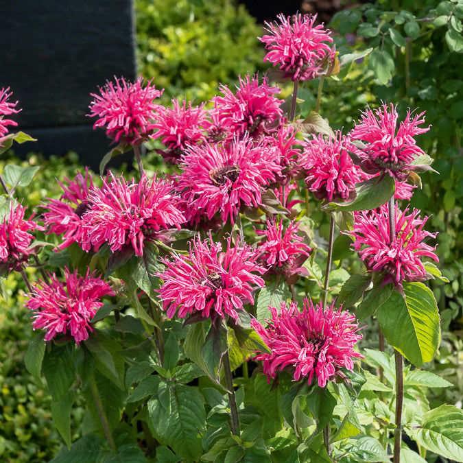 Monarde Pink Lace - Monarda Pink Lace - Bakker