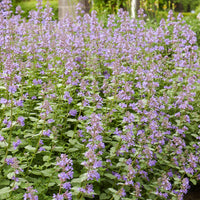 Blaue Katzenminze 'Dropmore' - Bakker
