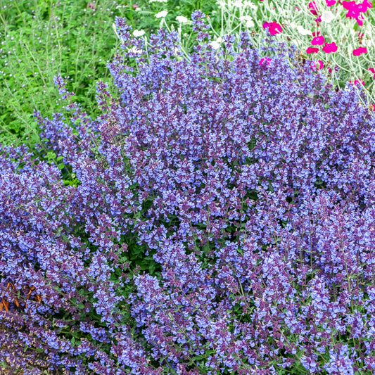 Blaue Katzenminze Kit Cat - Bakker