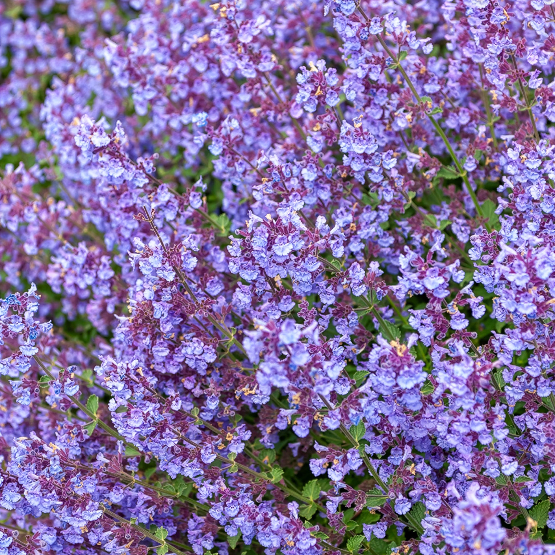 Blaue Katzenminze Kit Cat - Nepeta Kit Cat - Bakker