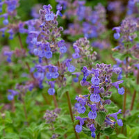 Nepeta mussinii - Chataires mussinii (x3) - Nepeta