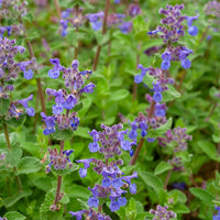 Nepeta - Chataires mussinii (x3) - Nepeta mussinii
