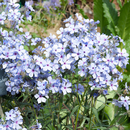 Wald-Phlox 'Chattahoochee' - Bakker